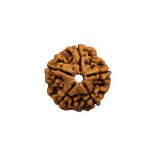 Five Mukhi Rudraksha