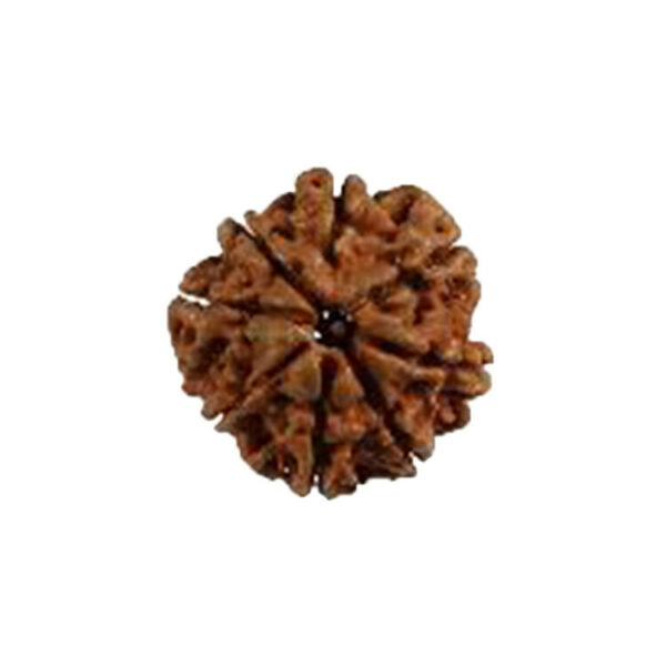 Eight Mukhi Rudraksha