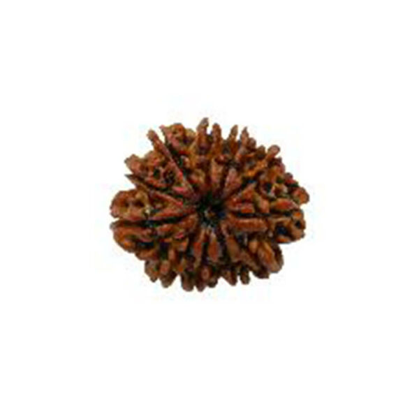 Eleven Mukhi Rudraksha