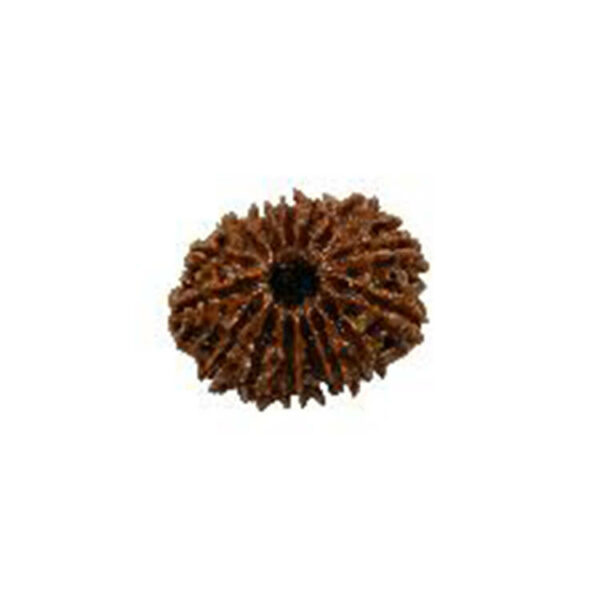 Fifteen Mukhi Rudraksha