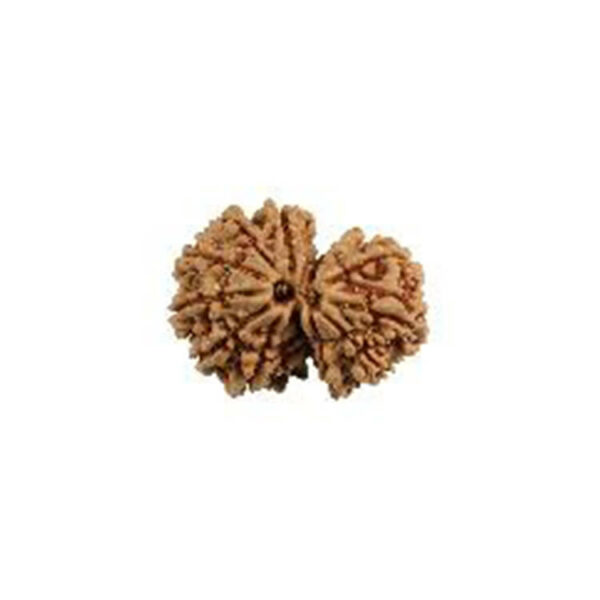 Gauri Shankar Rudraksha