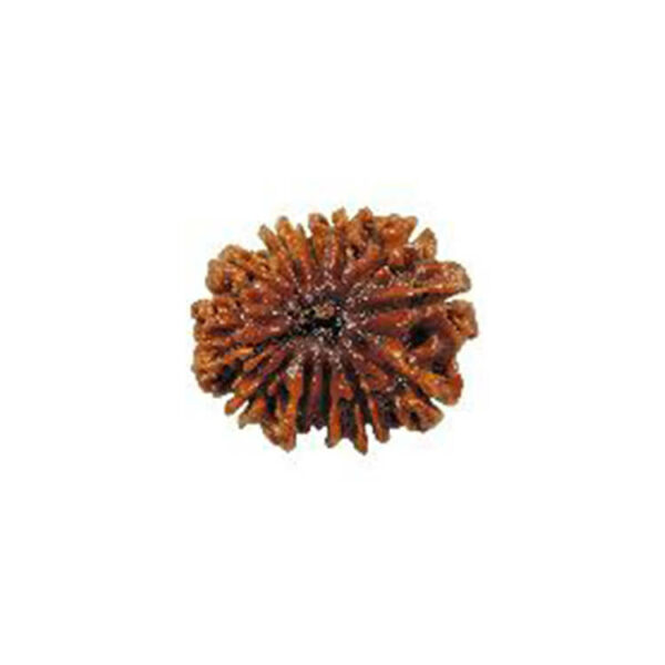 Twelve Mukhi Rudraksha