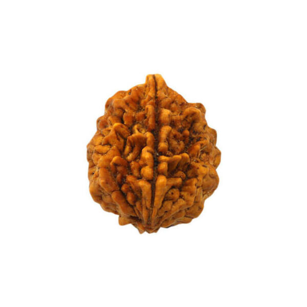 Two Mukhi Rudraksha