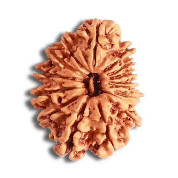 Sixteen Mukhi Rudraksha