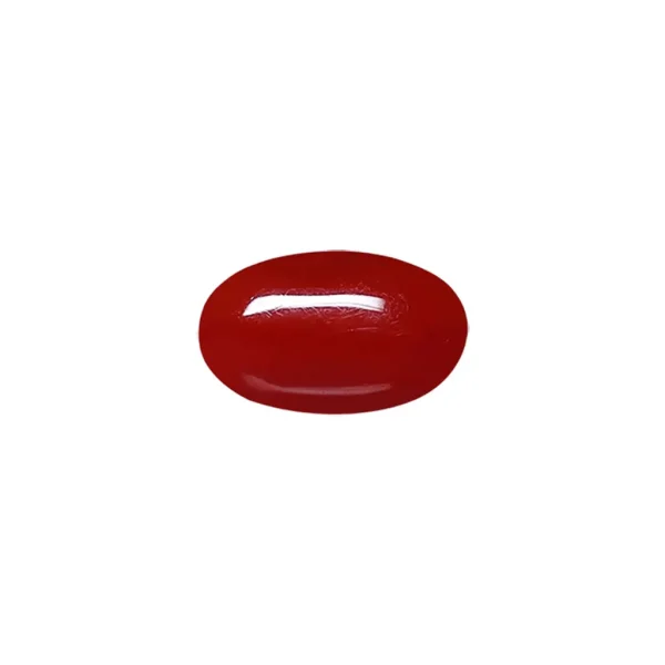 Oval shape red coral